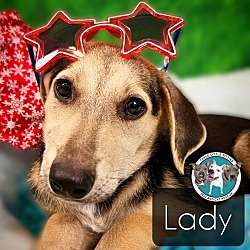 Thumbnail photo of Lady Famous Doggy #1