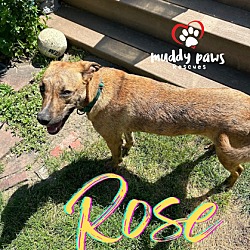 Thumbnail photo of Castaways Litter: Rose #1