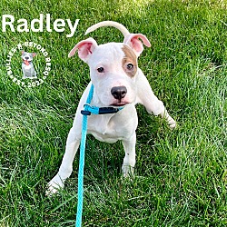 Thumbnail photo of Radley #1