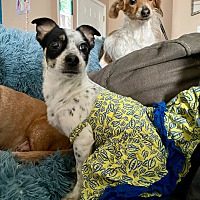 adopt a pet