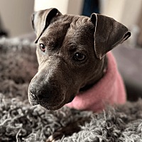 adopt a pet