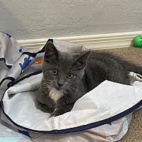 adopt a pet