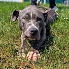 Adopt A Pet :: Lunch Box - Lancaster, OH