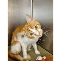 adopt-pet