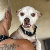 adopt a pet