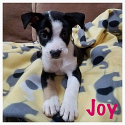 Thumbnail photo of Joy #1