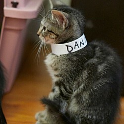 Thumbnail photo of Dani #1