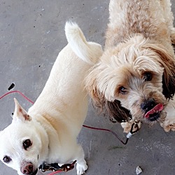 Photo of Muffin and Brownie