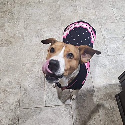 Thumbnail photo of Chica #2