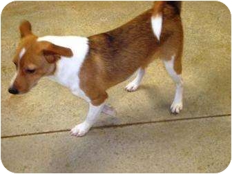 australian shepherd jack russell mix size