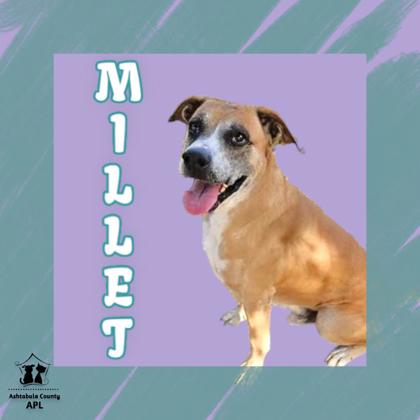 Thumbnail photo of Millet #1