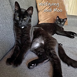 Photo of Moo and Wolfgang