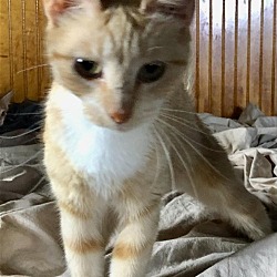 Photo of Clementine - Cute Kitty!