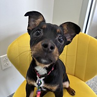 adopt a pet