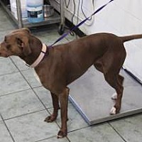adopt a pet