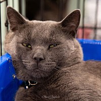 adopt-pet