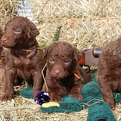 Photo of Chesapeake Bay Retriever pups