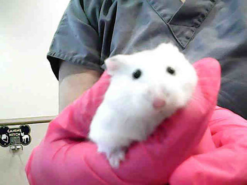 San Jose Ca Hamster Meet Roblox A Pet For Adoption - 