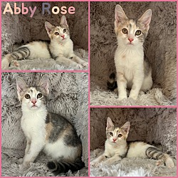 Photo of Abby rose