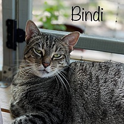 Thumbnail photo of Bindi #4