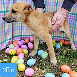 Photo of Milo (PUPPY)