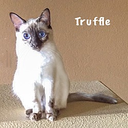 Thumbnail photo of Truffle #3
