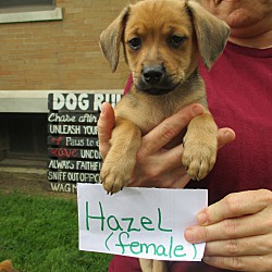 Photo of Hazel