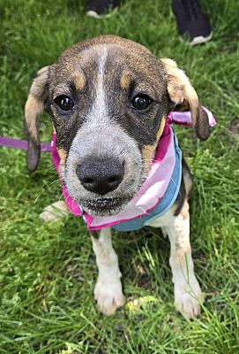 Warrenville, IL - Australian Cattle Dog/American Pit Bull Terrier. Meet ...