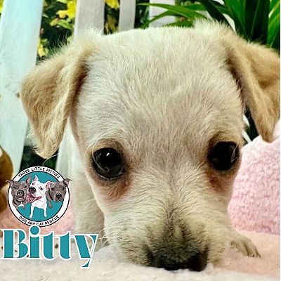 Twin Falls, ID - Chihuahua. Meet Itty Bitty Bop a Pet for Adoption ...