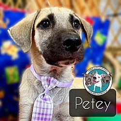 Thumbnail photo of Petey Famous Doggy #1