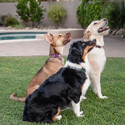 Thumbnail photo of LILY Mini Aussie #3