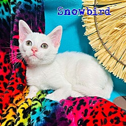 Thumbnail photo of Snowbird #3