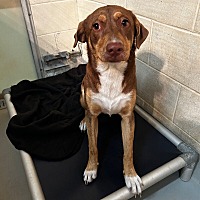 adopt a pet