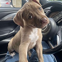 adopt a pet