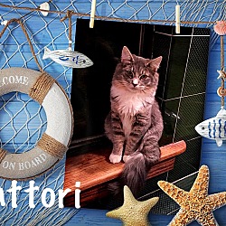 Thumbnail photo of Hattori #2