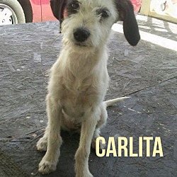 Thumbnail photo of CARLITA #1
