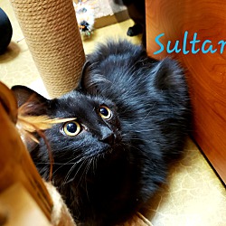 Thumbnail photo of SULTAN #2