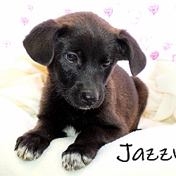 Thumbnail photo of Jazzy~adopted! #2