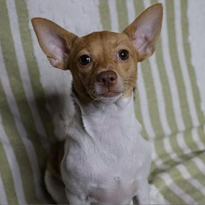 Pittsburgh, PA - Chihuahua. Meet Hawthorne LB* a Pet for Adoption ...