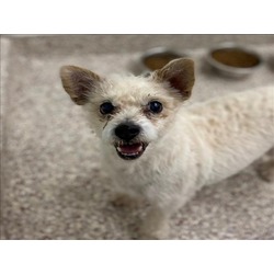 Photo of SCAMP