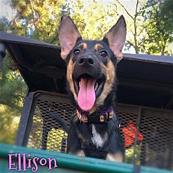Photo of Ellison