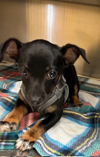 Dothan, AL - Chihuahua/Dachshund. Meet Zoey a Pet for Adoption ...