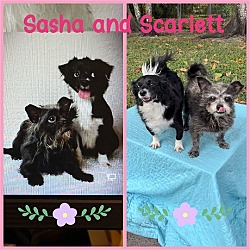 Thumbnail photo of Sasha & Scarlett #1