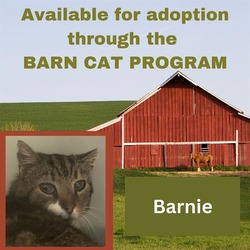 Photo of BARNIE BARN CAT