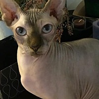 adopt a pet