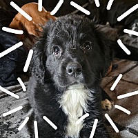 adopt-pet