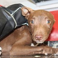 adopt a pet