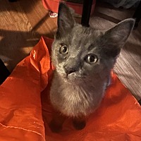 adopt a pet
