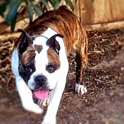 Thumbnail photo of Viper~ Olde English Bulldog #3