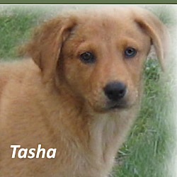 Thumbnail photo of Tasha #1